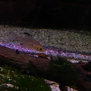 Indian Sailfin barb (Oreichthys cosuatis)