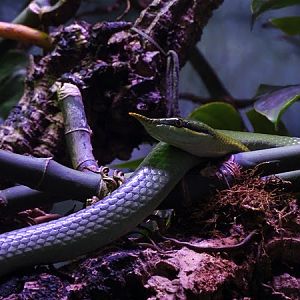 Rhinoceros snake (Gonyosoma boulengeri)