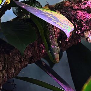 Red-tailed ratsnake (Gonyosoma oxycephalum)