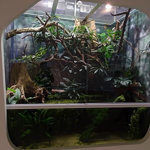 Random mixed species tank