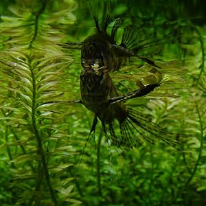 Freshwater butterflyfish (Pantodon buchholzi)