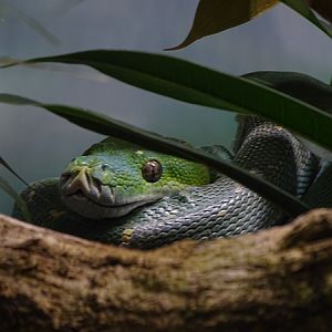 Green tree python (Morelia viridis)