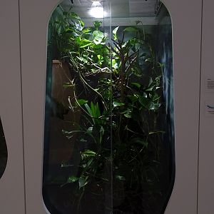 Terrarium for William's electric blue gecko