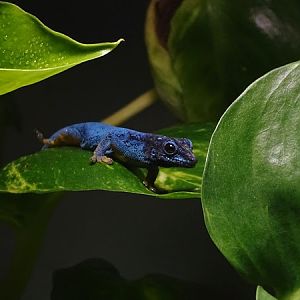 William's electric blue gecko (Lygodactylus williamsi)