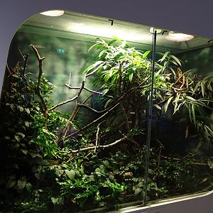 Terrarium for panther chameleon & day gecko