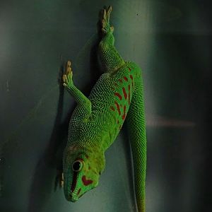 Greater Madagascar day gecko (Phelsuma grandis)