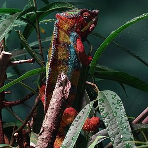 Panther chameleon (Furcifer pardalis)