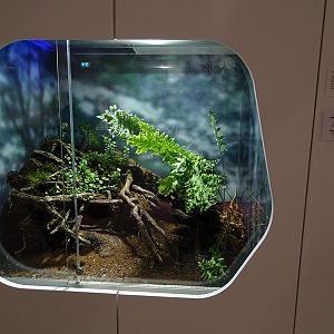 Terrarium for Goliath birdeater