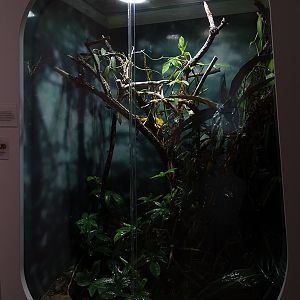 Terrarium for eyelash viper