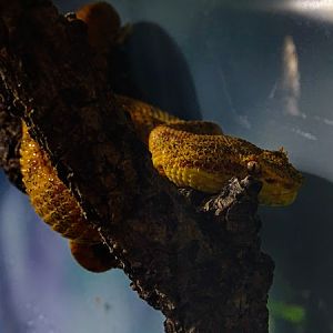 Eyelash viper (Eyelash mountain viper) (Bothriechis schlegelii)