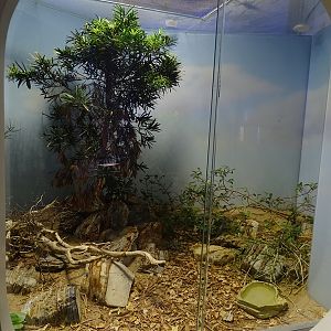 Terrarium for banded rock rattlesnake