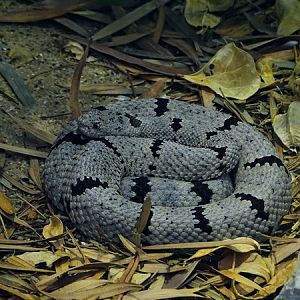 Banded rock rattlesnake (Crotalus lepidus klauberi)