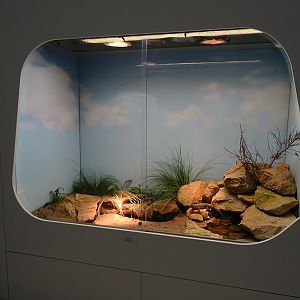 Sungazer terrarium
