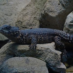 Sungazer (Smaug giganteus)