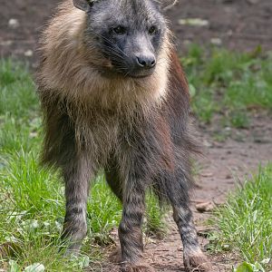 Brown hyena (Parahyaena brunnea)