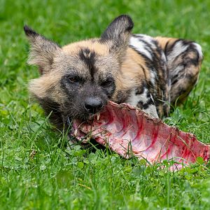 African wild dog (Lycaon pictus)