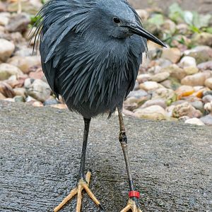 Black heron (Egretta ardesiaca)