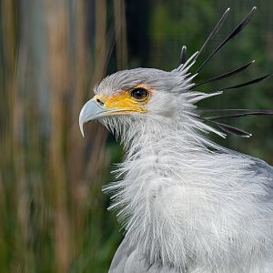 Secretary bird (Sagittarius serpentarius)