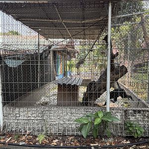 Javan Langur Exhibit - outside zoo grounds