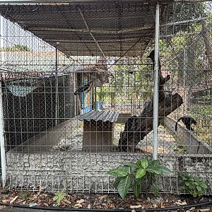 Javan Langur Exhibit - outside zoo grounds