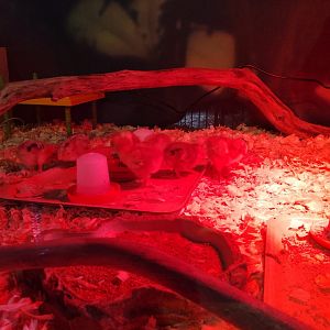 Stars of the park- Orpington chicks 271024