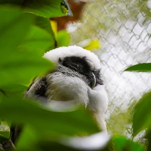 Baby Spectacled Owl
