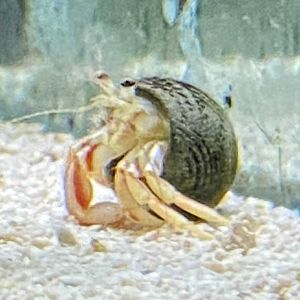 Unidentified hermit crab