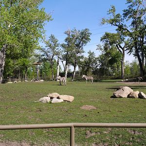 Destination Africa Savannah Yard from Amphitheater (Summer 2024)