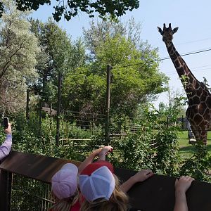 Destination Africa Savannah Yard Giraffe Towering Over Visitors (Summer 2022)