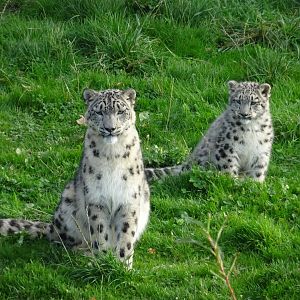 Snow Leopard Padme and cub Qilian