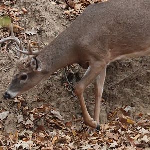 White Tailed Deer