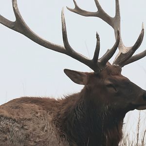 Elk