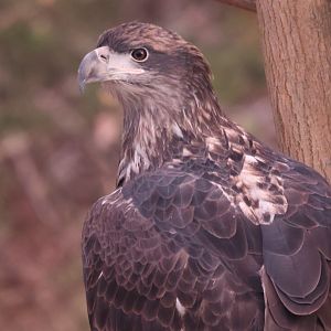 Bald Eagle (Juvenile)
