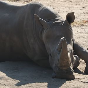White Rhinoceros