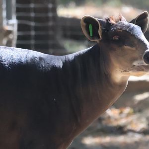 Yellow Backed Duiker