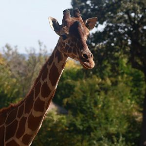 Reticulated Giraffe