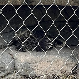 Griddle the Porcupine