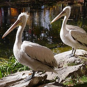 Exploration Asia: Dalmatian Pelicans in the Eurasian Marsh