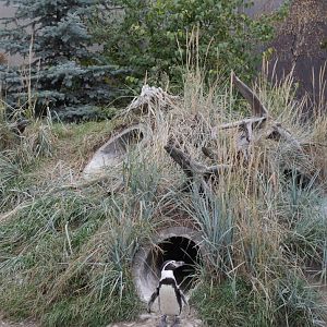 Penguin Plunge: Outdoor Penguin Exhibit Plantings with Humboldt Penguins