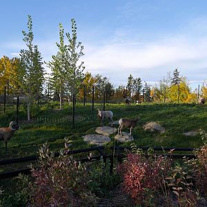Wild Canada: Foothills Bighorn Sheep Exhibit in Fall