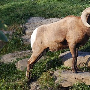 Wild Canada: Bighorn Sheep Ram