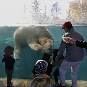Wild Canada: TFF Polar Bear Sanctuary Siku Swimming up to Visitors