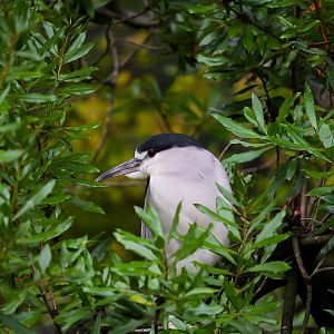 Black-Crowned Night-Heron