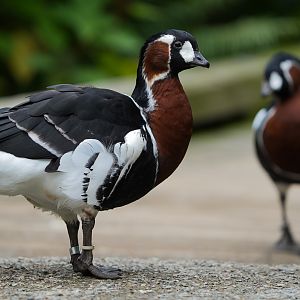 Red-breasted Goose