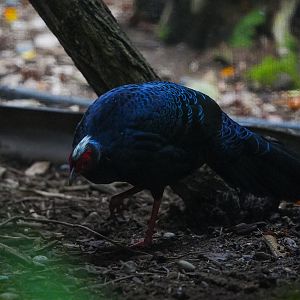 Vietnamese Pheasant (Male)