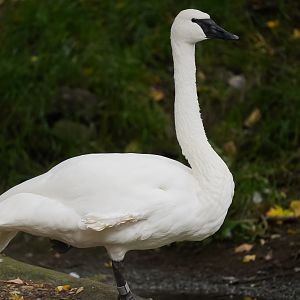 Trumpeter Swan