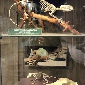 Skeleton display in the Cat House