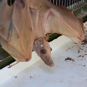 Gambian epauletted fruit bat (Epomophorus gambianus)