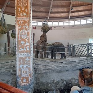 Elephants