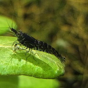 MORPH'D - Cherry Shrimp